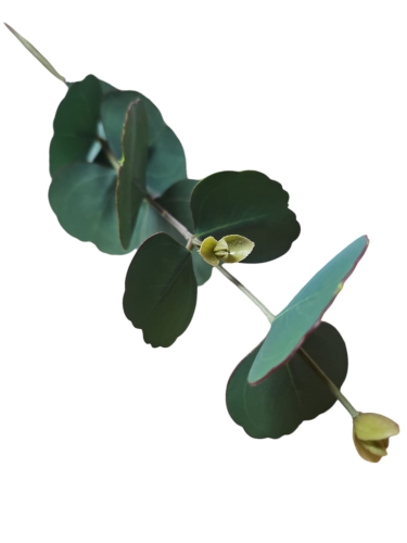 EUKALIPTUS GAŁĄZKA 87CM