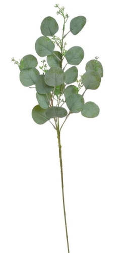 EUKALIPTUS POPULUS ZIELONY