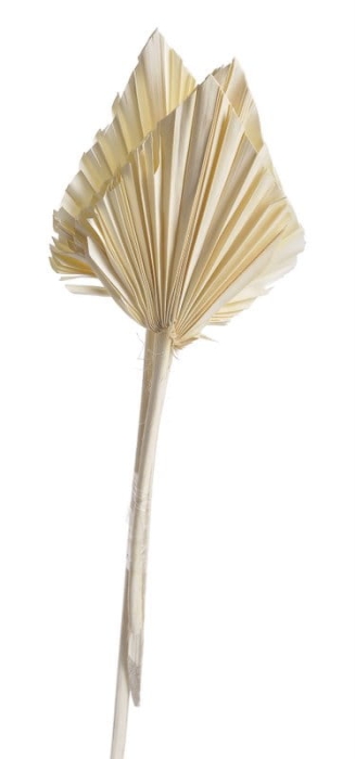 PALM SPERA SUSZ 1SZT 50-55CM