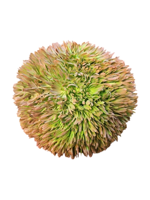 WhatsApp Image 2025-03-19 at 09.36.03.jpeg