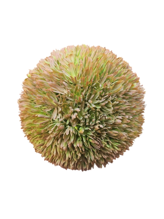 WhatsApp Image 2025-03-19 at 10.30.44.jpeg