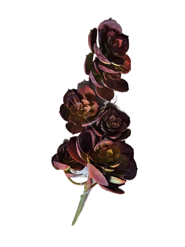 WhatsApp Image 2025-03-27 at 08.25.09 (2)-fotor-bg-remover-2025032782839.png