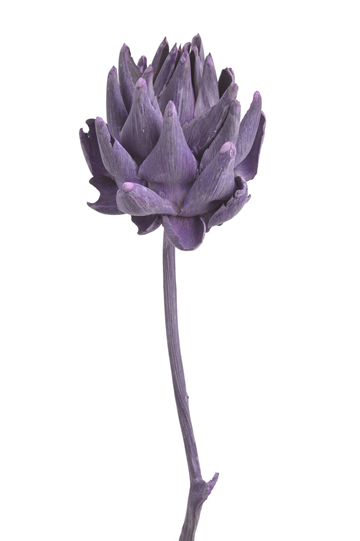 A53.png