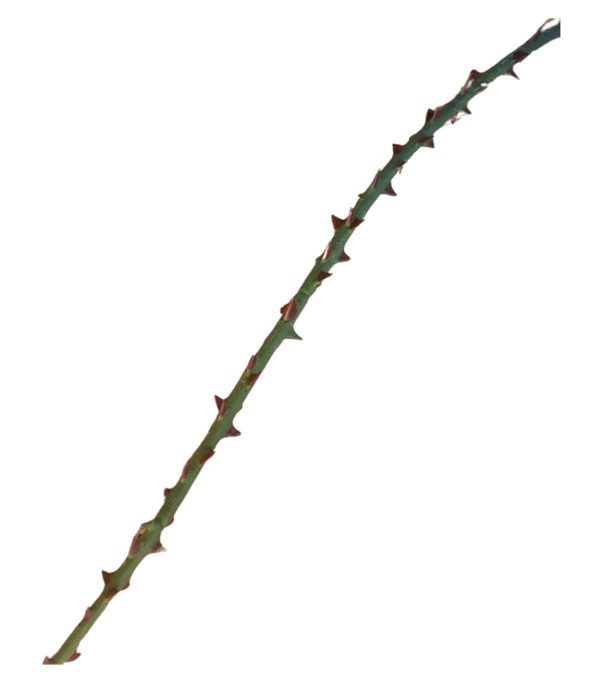 014182 (75).png