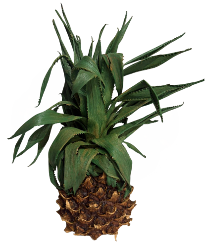 ANANAS SUSZONY SUSZ 21 CM