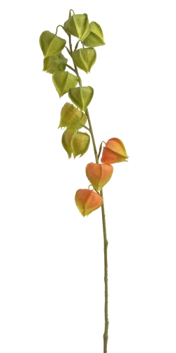 GAŁĄZKA MIECHUNKI MIECHUNKA 79 CM