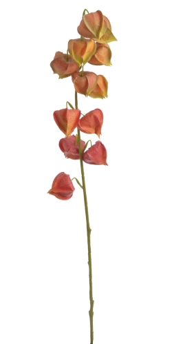 GAŁĄZKA MIECHUNKI MIECHUNKA 79 CM