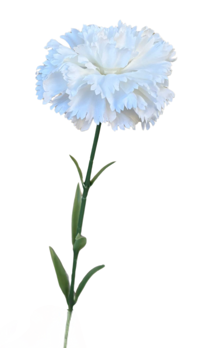 33614 (16).png