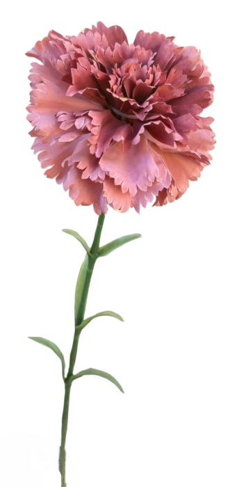 33614 (18).png