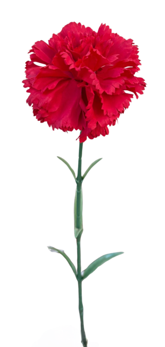 33614 (19).png