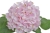 HORTENSJA W DONICZCE SZTUCZNA 46 CM RÓŻOWA