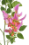 Screenshot 2026-05-08 at 13-06-27 Koralodrzew Canea.png
