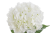 Screenshot 2026-05-08 at 17-56-49 Hortensja x1 Canea.png