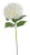 Screenshot 2026-05-08 at 17-56-45 Hortensja x1 Canea.png