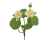Screenshot 2026-05-08 at 18-17-47 Lilia wodna 2 1 Canea.png