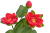 Screenshot 2026-05-08 at 18-18-29 Lilia wodna 2 1 Canea.png