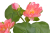 Screenshot 2026-05-08 at 18-19-03 Lilia wodna 2 1 Canea.png