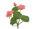 Screenshot 2026-05-08 at 18-18-59 Lilia wodna 2 1 Canea.png