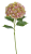 Screenshot 2026-05-08 at 18-19-58 Hortensja x1 Canea.png