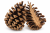 Przekrojona szyszka sosnowa na białym tle.png